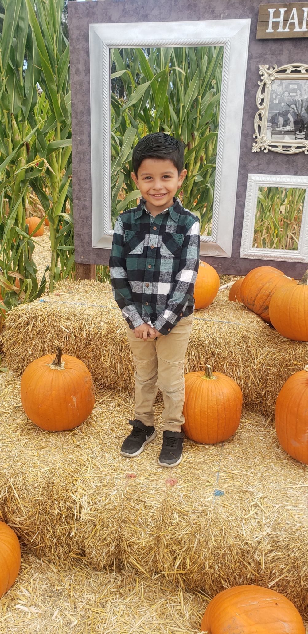 Picking Pumpkins 2019